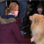 Buy Online Animal Health Product and Accessories