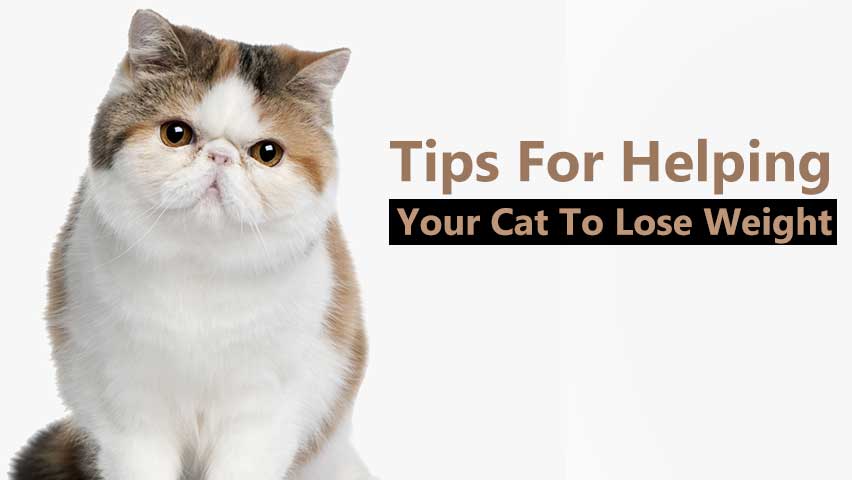 Tips-For-Helping-Your-Cat-To-Lose-Weight