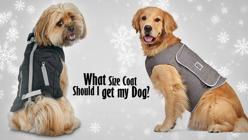 What Size Coat Should I get my Dog?