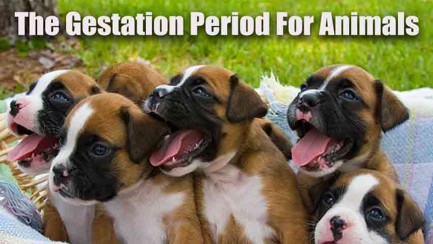 The-Gestation-Period-For-Animals