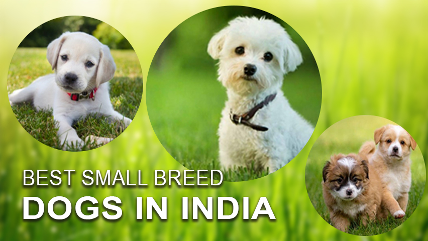 Best small sized dog breeds in India