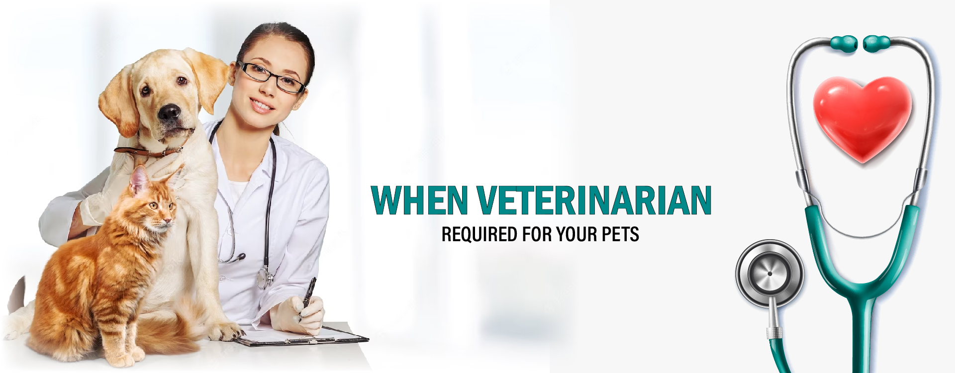 Vet Pet Knowledge Points